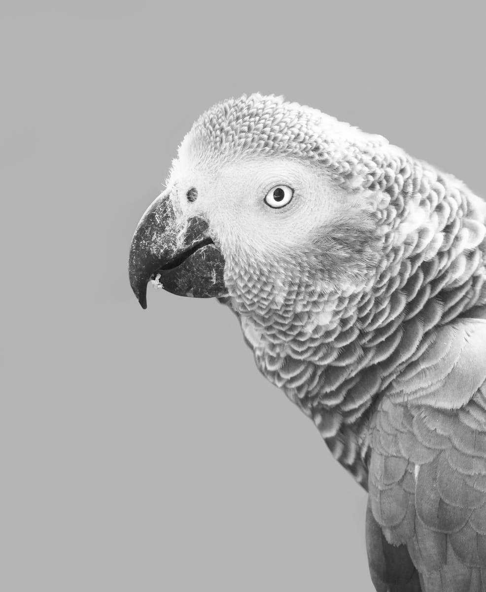 Photo by Jean van der Meulen Grayscale Photography of African Grey Parrot