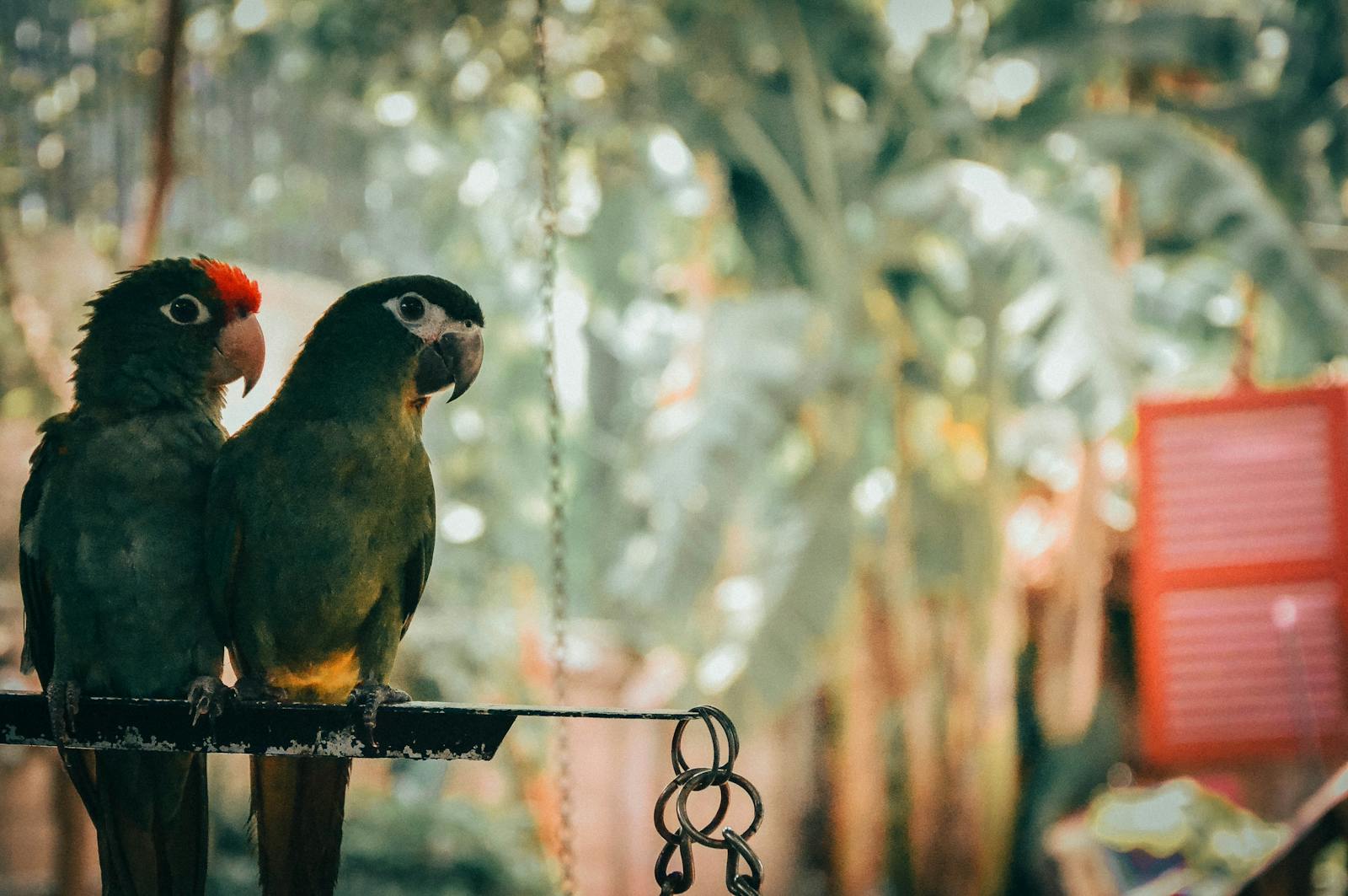 Photo by Joey Nguyễn Green Parrots