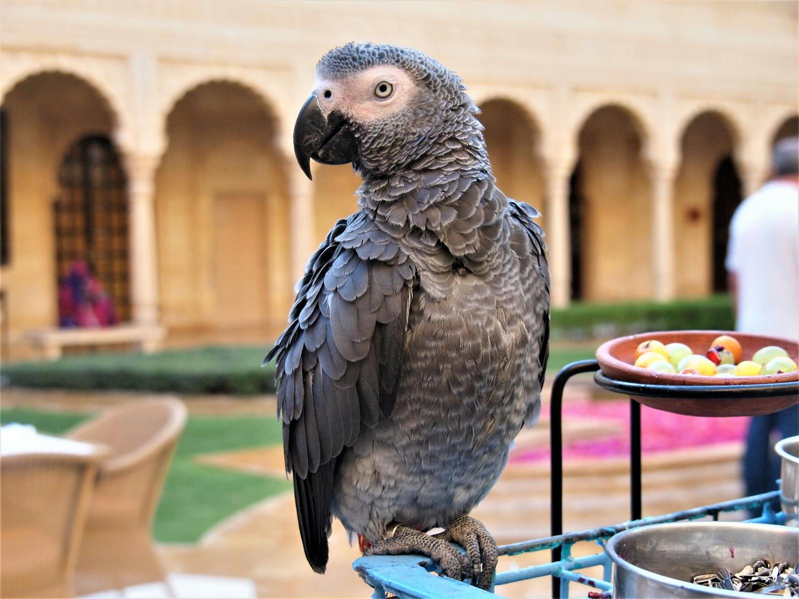 Photo by Deanne Scanlan Parrot Perched on Metal Railing